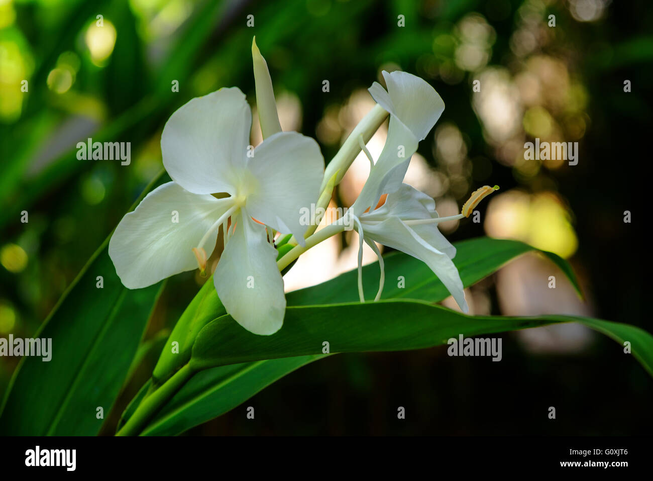 White ginger lily flower on the garden. Hedychium coronarium Stock Photo