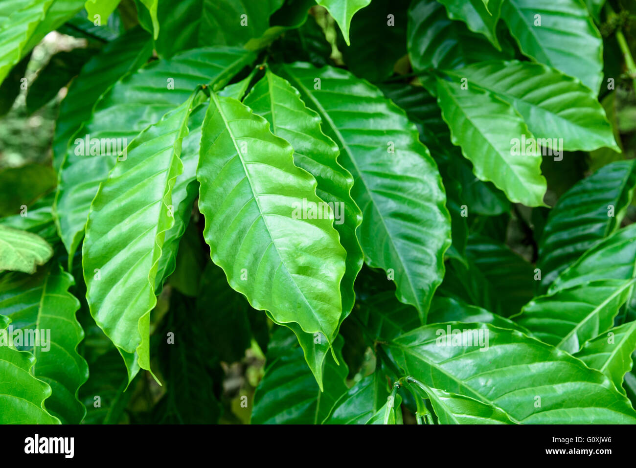 Young Coffee Trees Conilon Robusta Coffea Stock Photo 2347630213