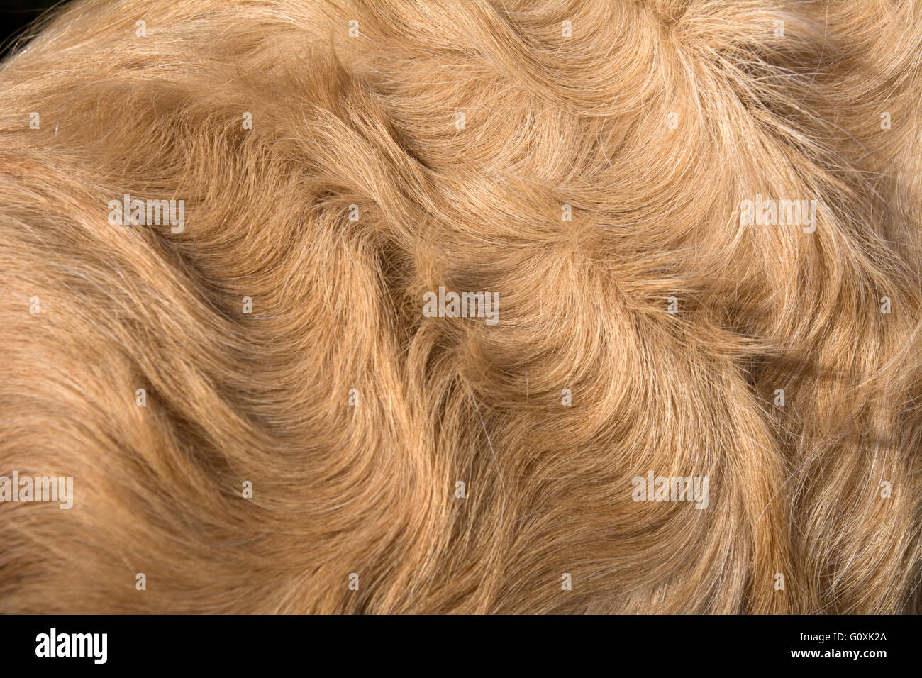 Wavy hair hotsell golden retriever