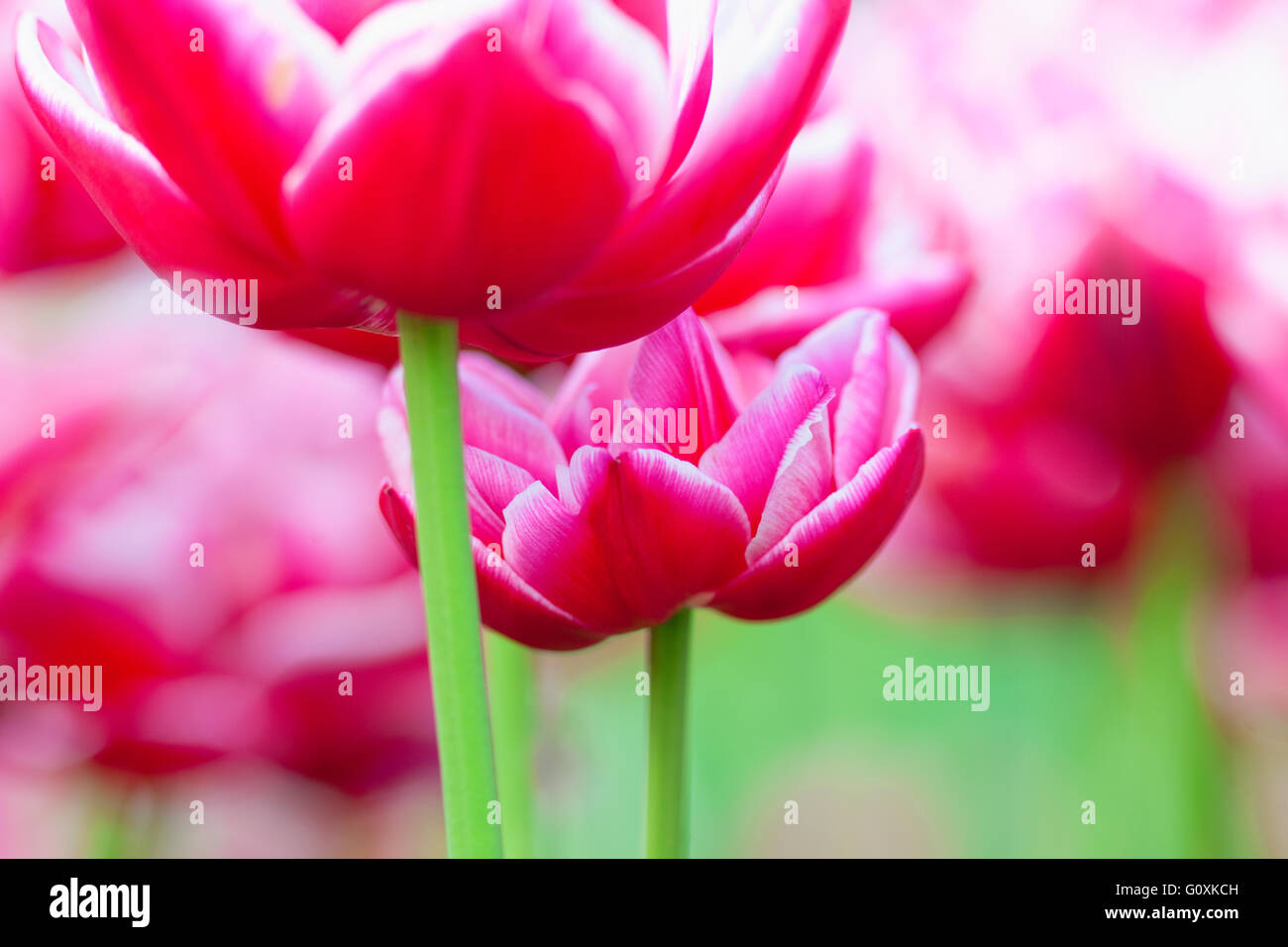 Closeup of Tulip Flower at Blossom in Spring Stock Photo