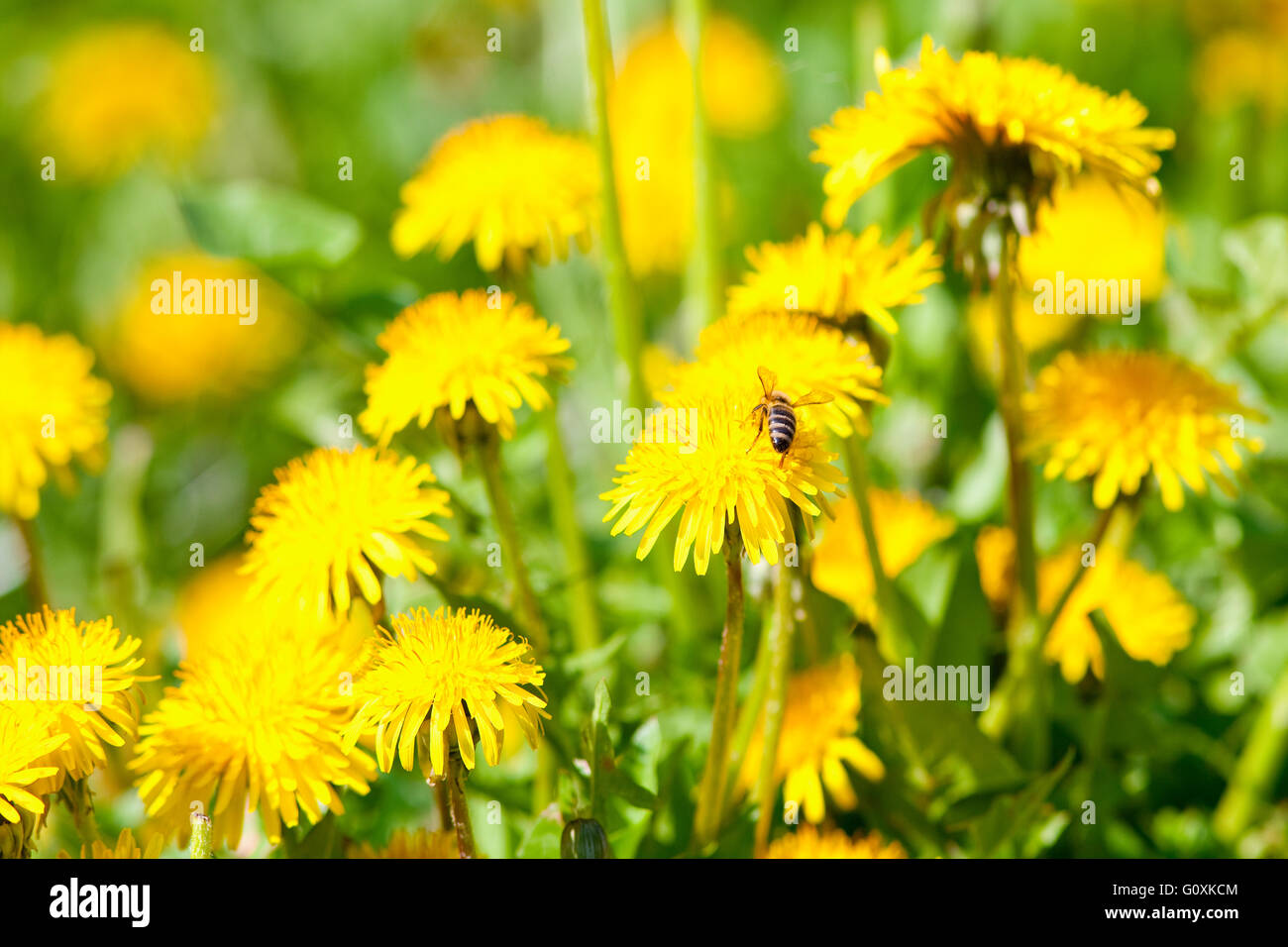 Closeup of Dandelion Flower at Blossom in Spring Stock Photo