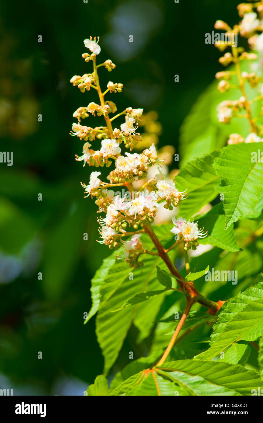Closeup of Chestnut Tree Flower at Blossom in Spring Stock Photo
