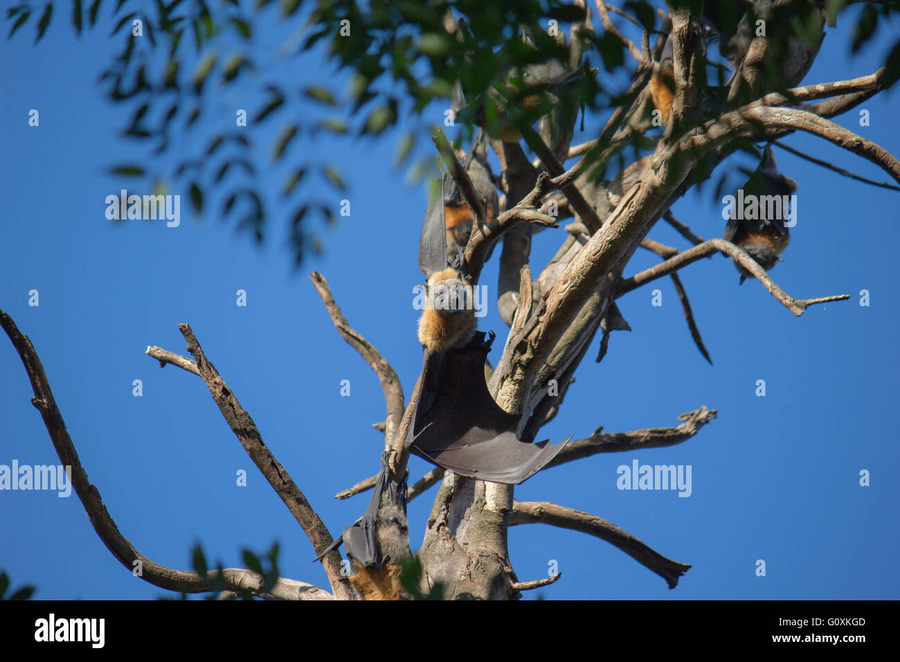 Flying fox hanging in the tree Stock Photo - Alamy
