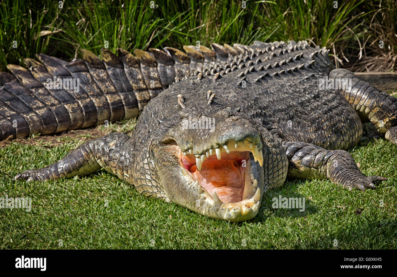 A huge Saltwater Crocodile bares its teeth Stock Photo