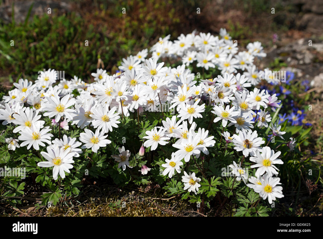 Close up of white anemones flowers anemone flower flowering in spring England UK United Kingdom GB Great Britain Stock Photo