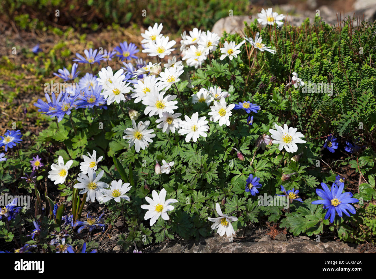 Close up of blue and white anemones flowers anemone flower flowering in spring UK United Kingdom GB Great Britain Stock Photo