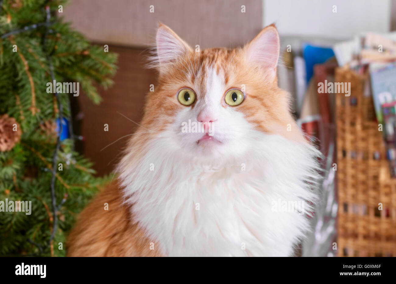 Surprised pretty red cat with big yellow eyes Stock Photo