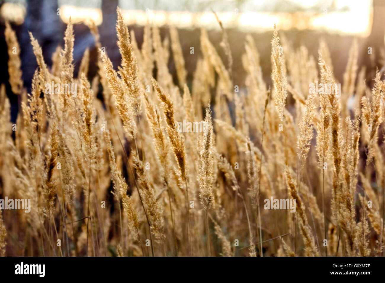 Dry autumn grass in light of sun Stock Photo - Alamy