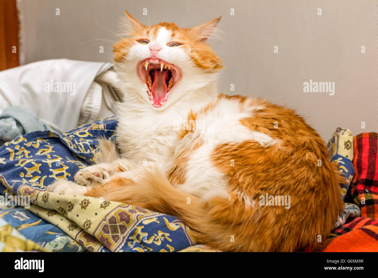 Big beauty red cat yawns in room Stock Photo