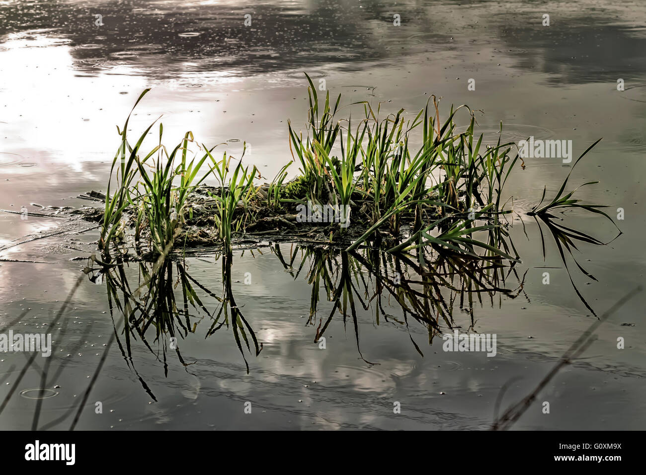 Island with grass in middle of water before storm Stock Photo