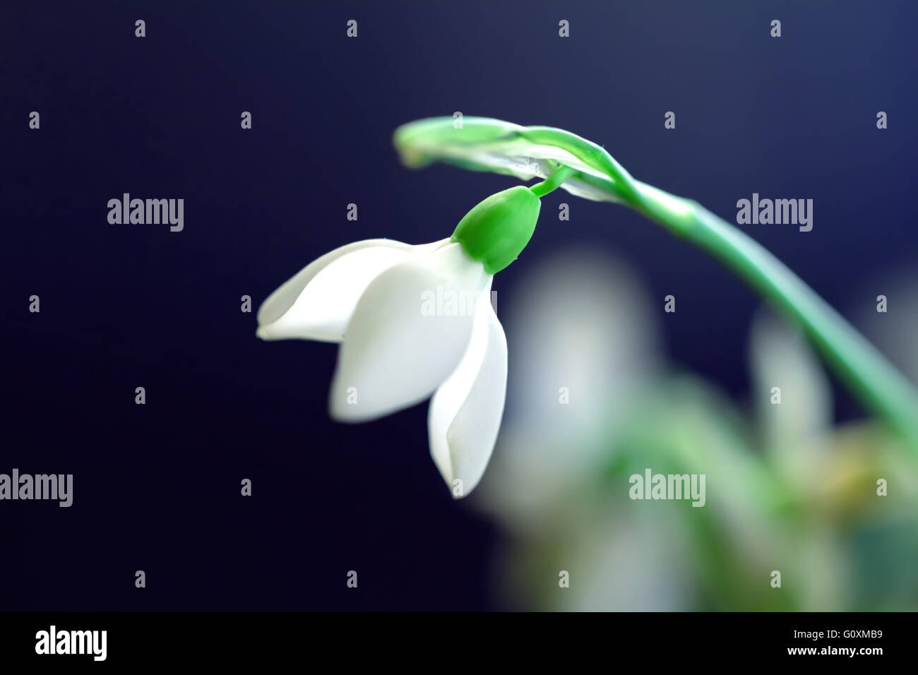 Beauty big snowdrop blooming on dark background Stock Photo