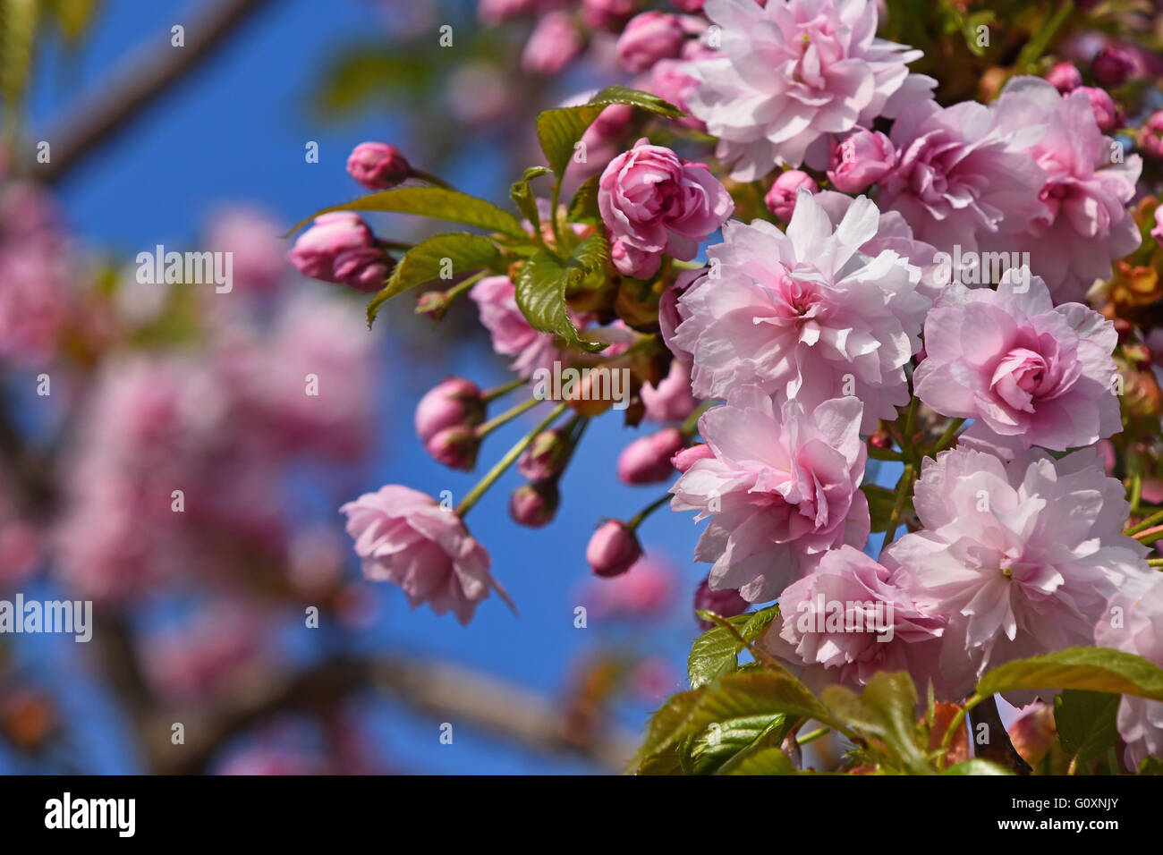 Branch of pink cherry blossom flowers with fresh new buds close up over ...