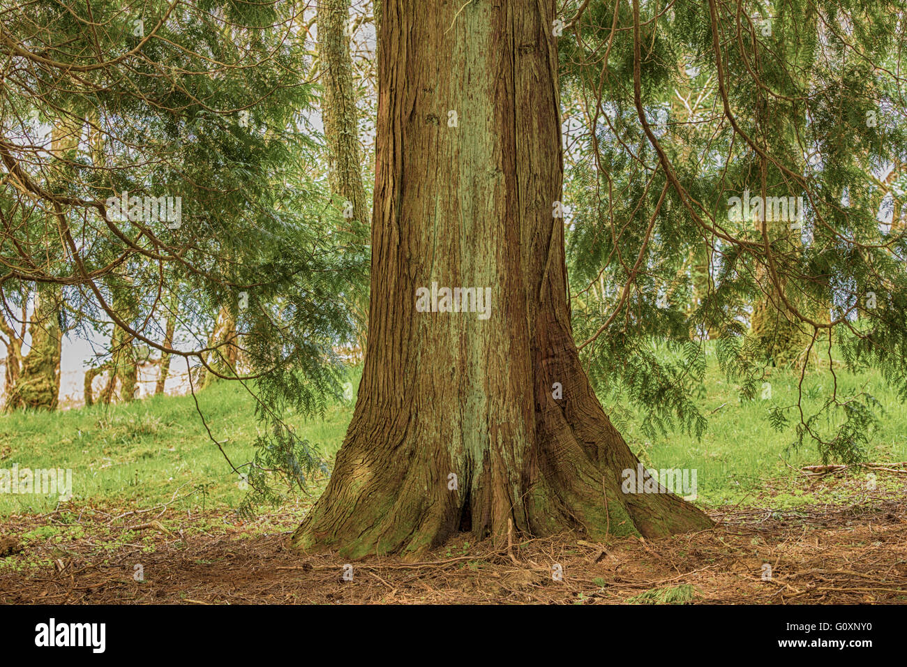 Large Conifer tree treunk, Scotland. Stock Photo