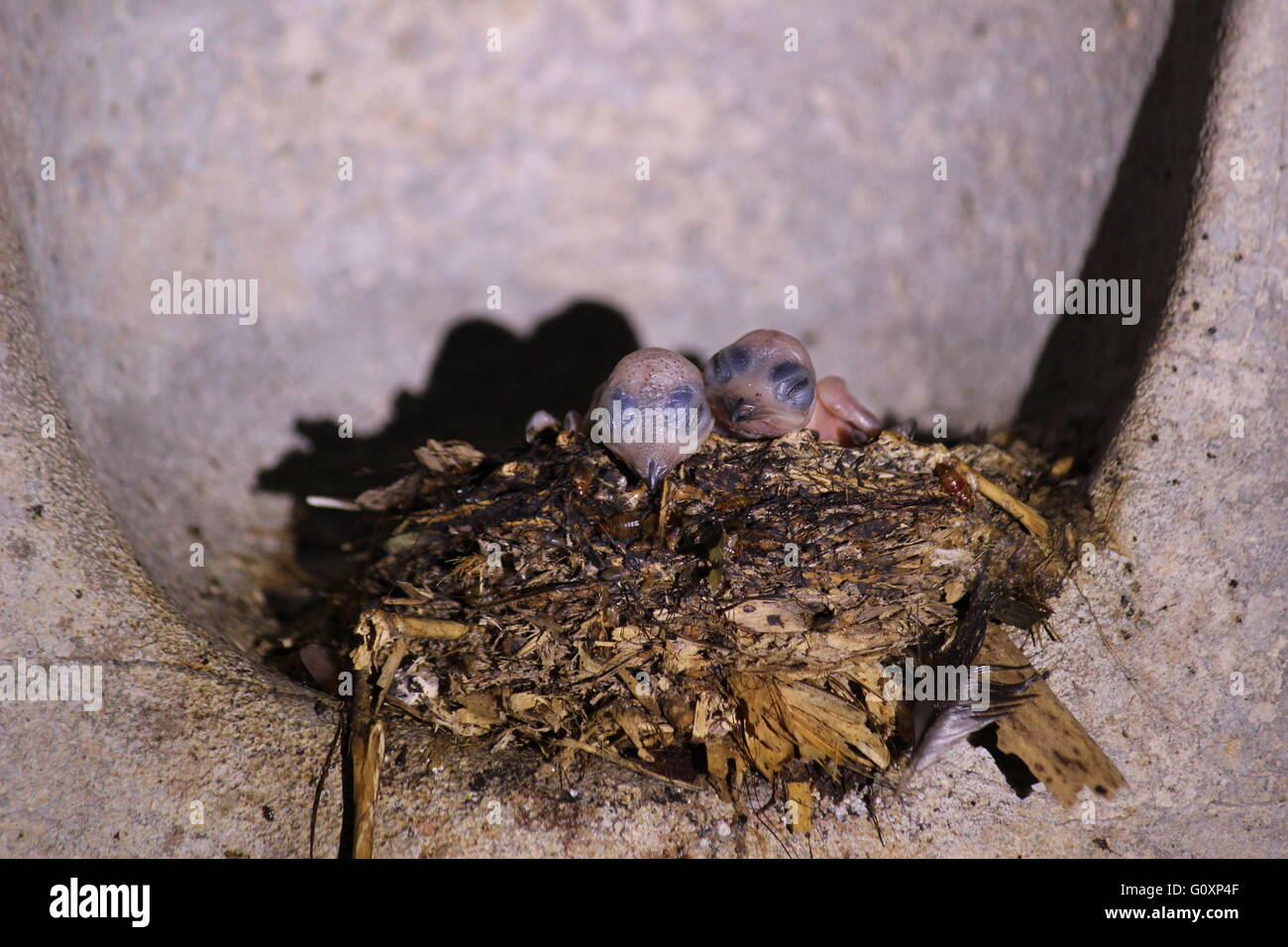 Babies of the black Glossy Swiftlet (Collocalia esculenta) in a nest inside Wind Cave in Sarawak, Malaysia. Stock Photo
