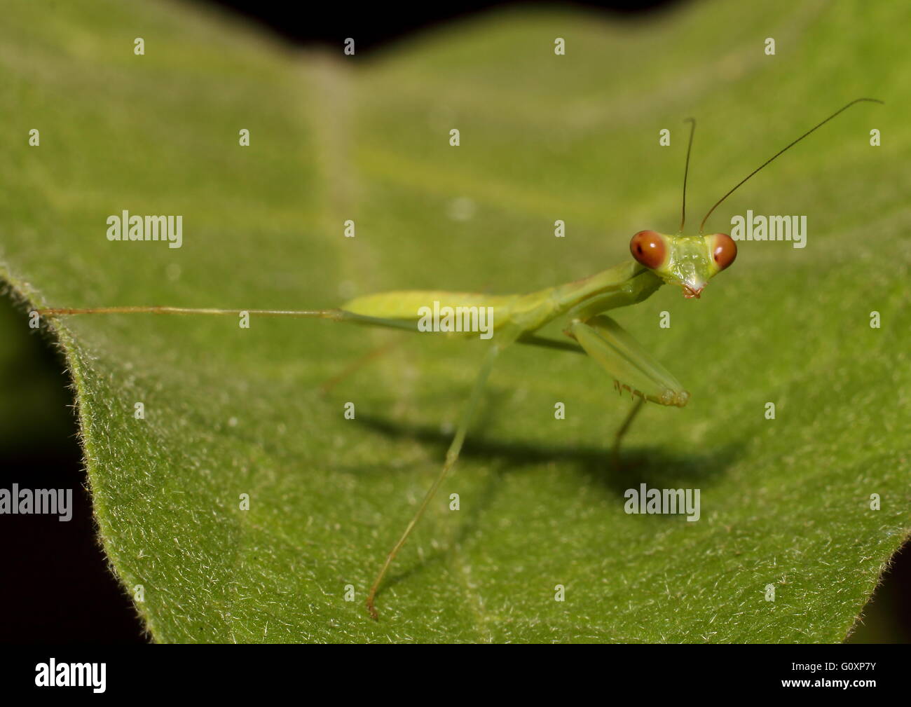 Juvenile green praying mantis, Mantis religiosa, holding tight to a leaf. Stock Photo