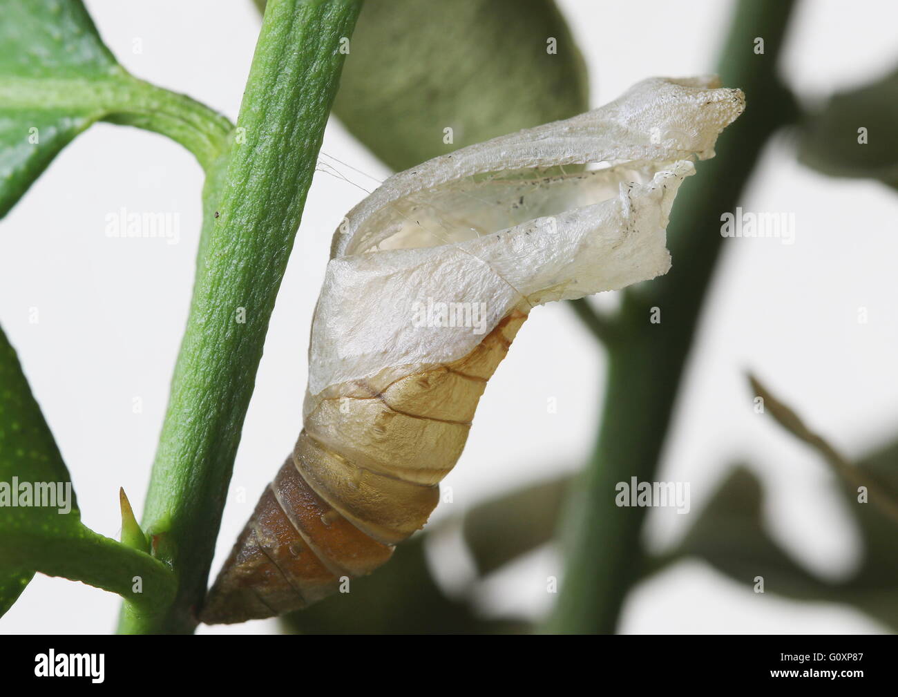 Chrysalis of Common lime butterfly, Papilio demoleus - shell remained after the butterfly transformed and flew off. Stock Photo