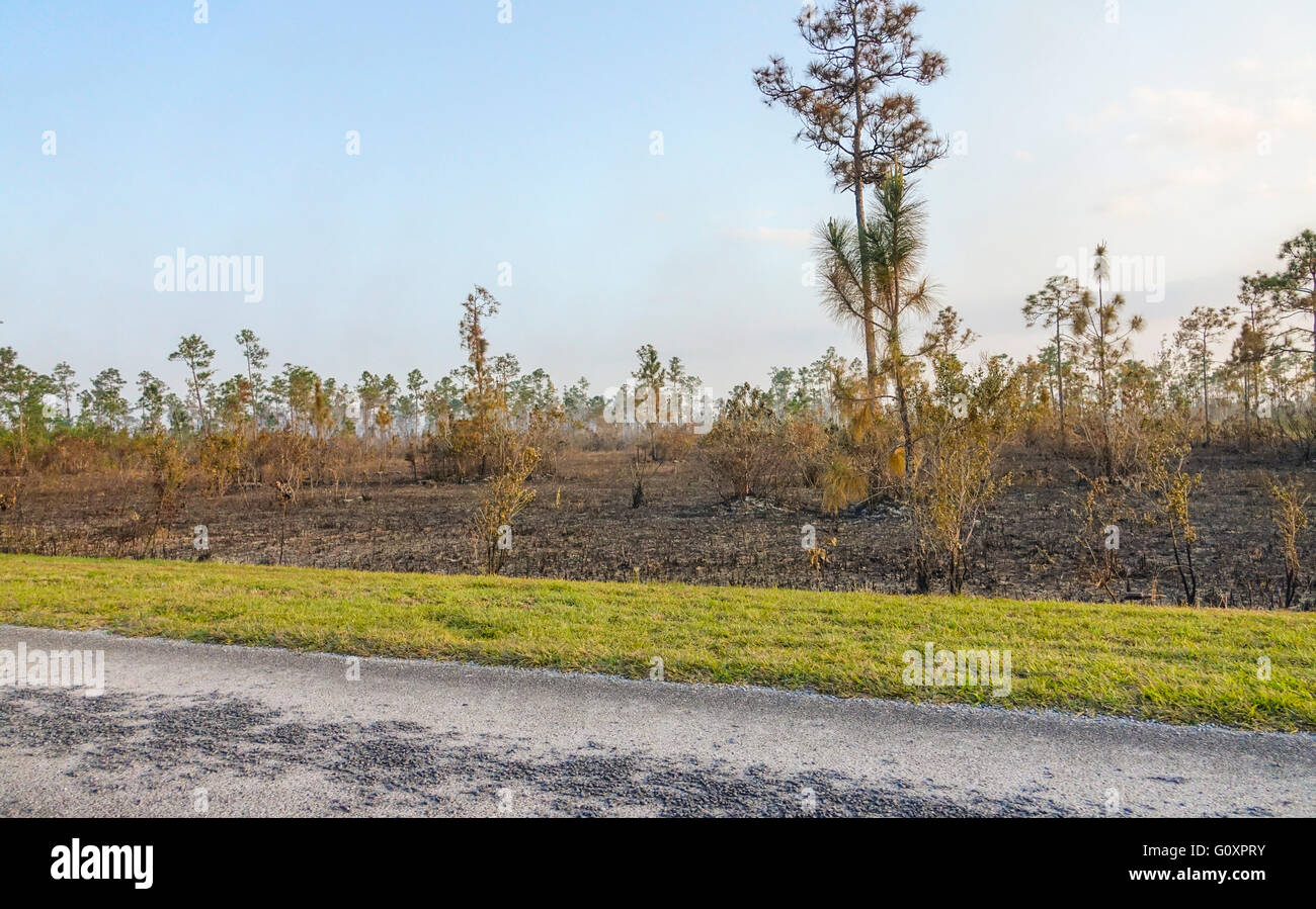 Fire in the Everglades National Park burning trees Stock Photo Alamy