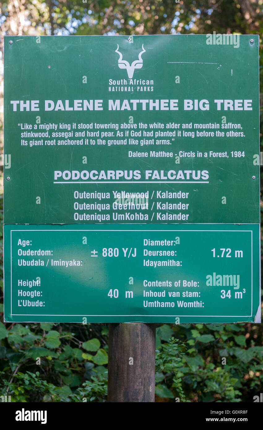 MILLWOOD, SOUTH AFRICA - MARCH 4, 2016: Sign at the Dalene Matthee yellowwood tree in the Knysna Forest. Stock Photo