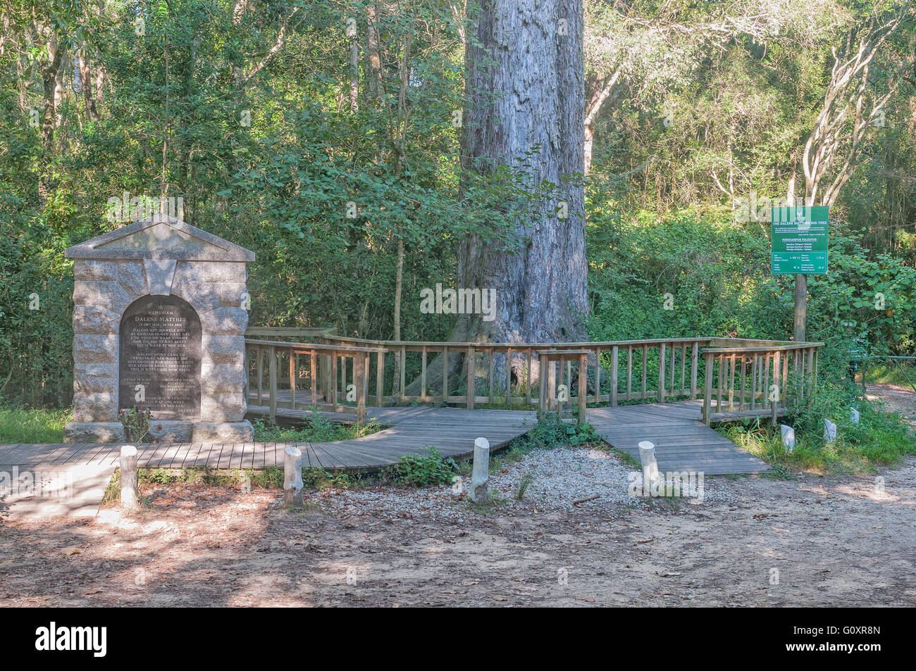 MILLWOOD, SOUTH AFRICA - MARCH 4, 2016: A monument and 880 year old tree in the Knysna Forest dedicated to Dalene Matthee Stock Photo