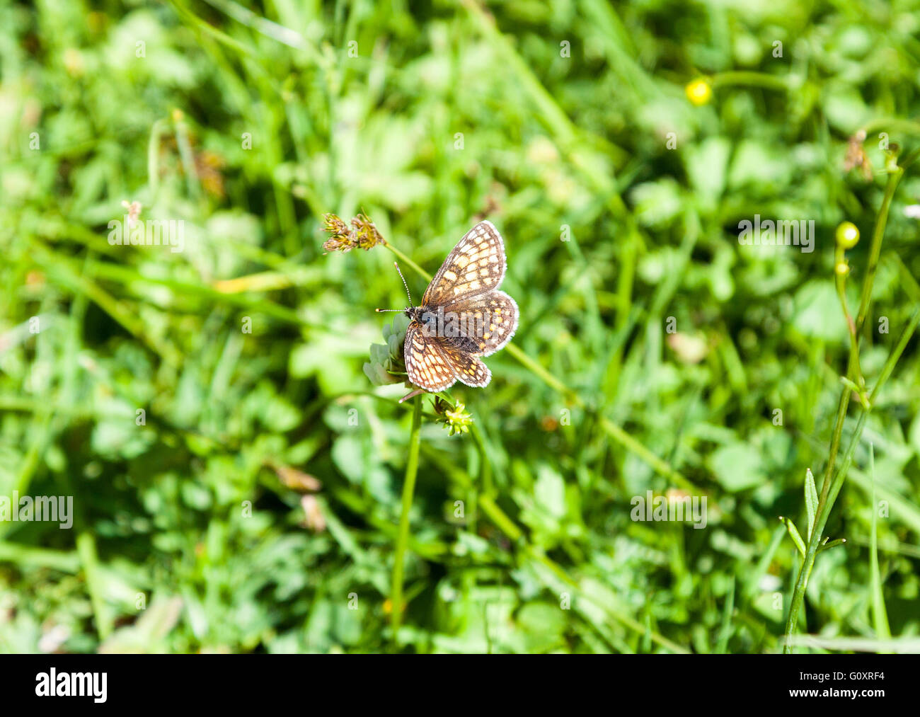 A Heath Fritillary butterfly (Melitaea athalia) resting with it's wings open Stock Photo