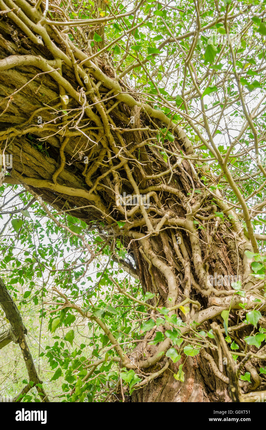 The trunk of an old, fallen tree is wrapped in vines and creepers Stock