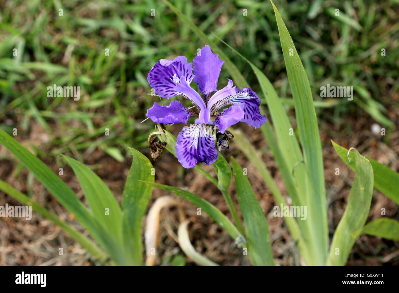Iris tectorum, Roof Iris, Wall Iris, perennial rhizomatous herb with sword shaped leaves and purple flowers Stock Photo