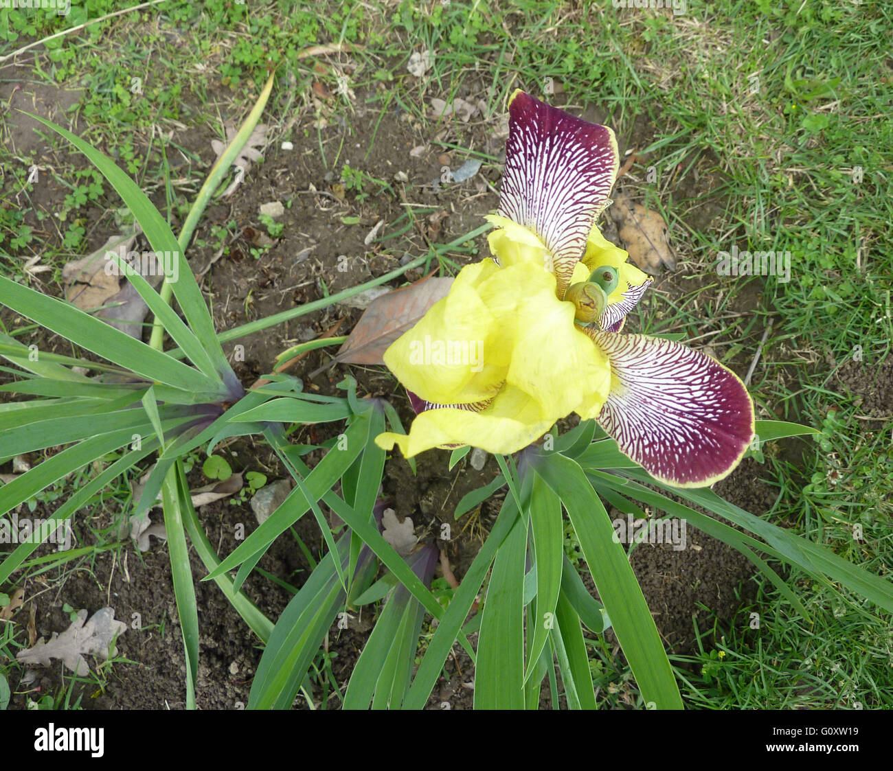 Iris variegata, Hungarian Iris, rhizomatous perennial herb, branched stems, slightly falcate ribbed leaves, yellow-white flower Stock Photo