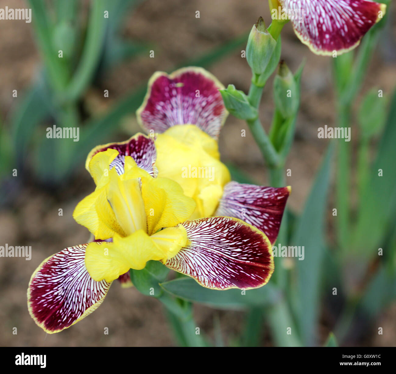 Iris variegata, Hungarian Iris, rhizomatous perennial herb, branched stems, slightly falcate ribbed leaves, yellow-white flower Stock Photo