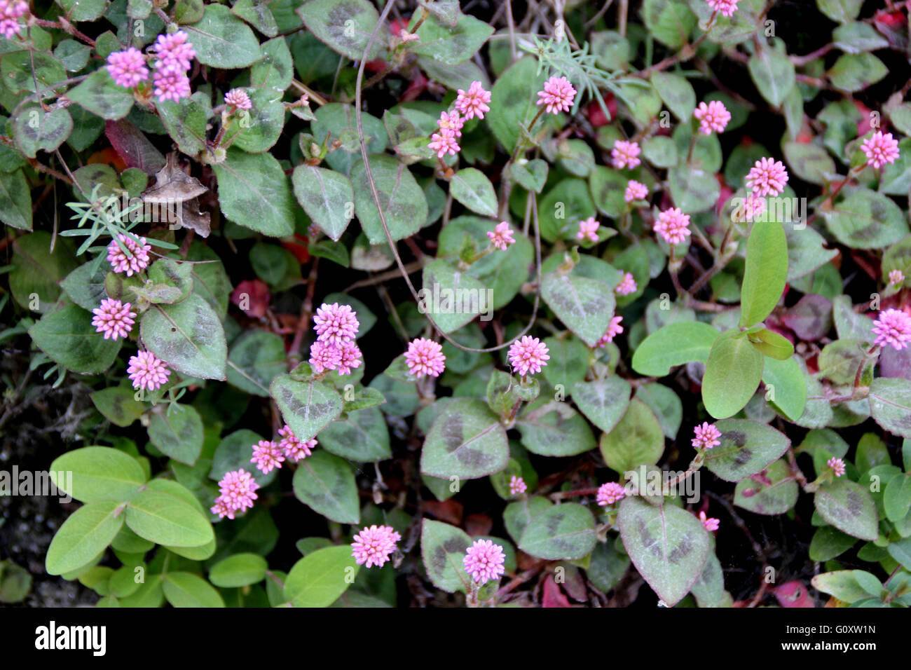 Persicaria capitata, family Polygonaceae, creeping perennial herb with ovate leaves with two purple patches  and pink flowers Stock Photo
