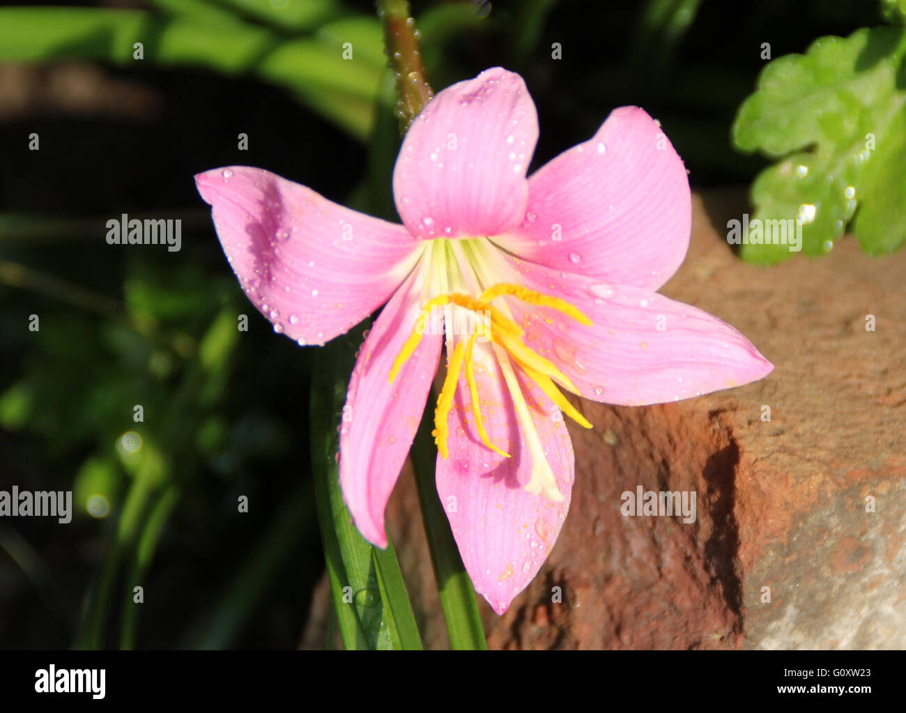 Zephyranthes rosea, Rosy Rain Lily, Pink Rain Lily, bulbous perennial herb with linear leaves, single funnel-shaped pink flower Stock Photo