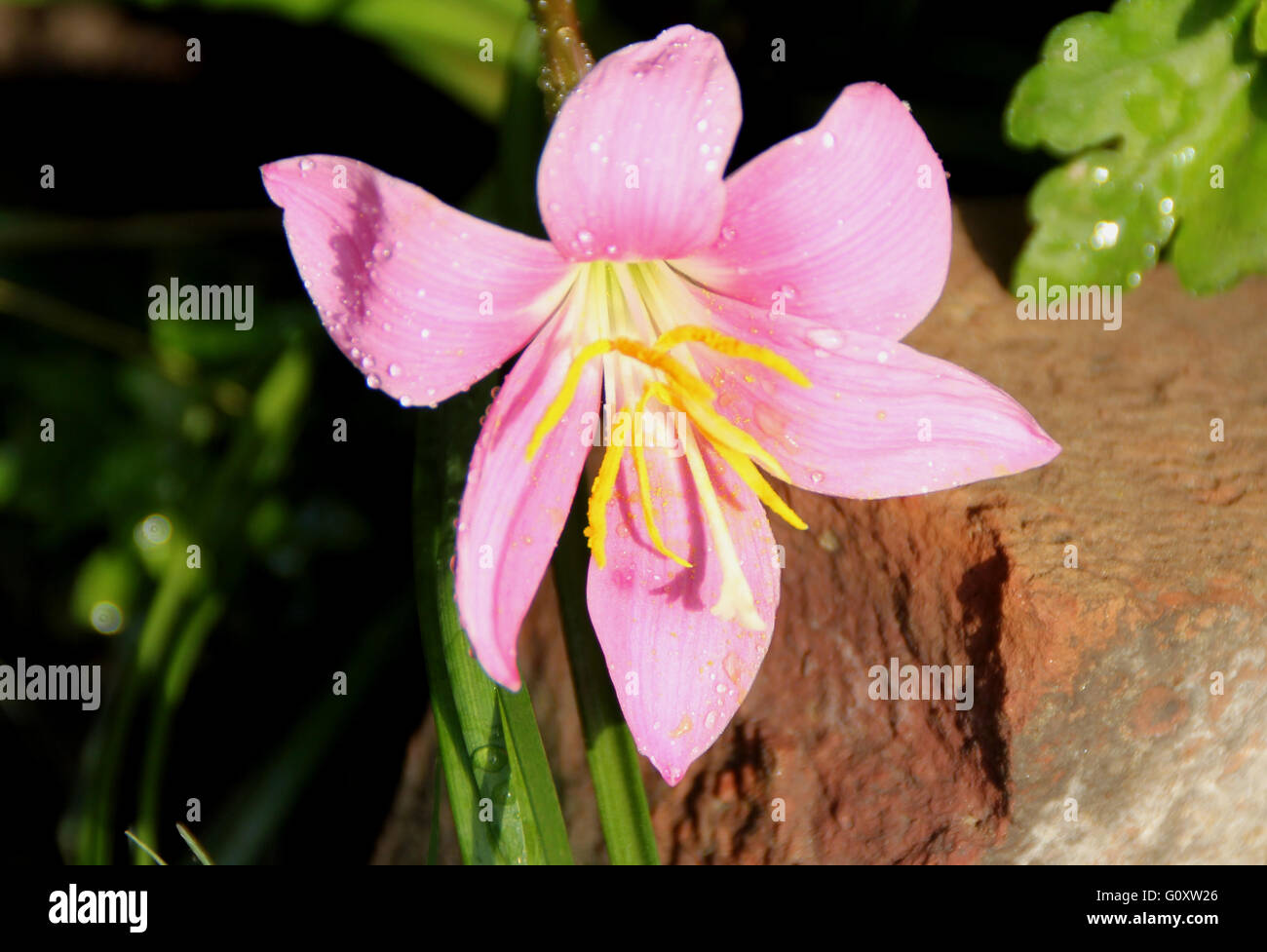 Zephyranthes rosea, Rosy Rain Lily, Pink Rain Lily, bulbous perennial herb with linear leaves, single funnel-shaped pink flower Stock Photo