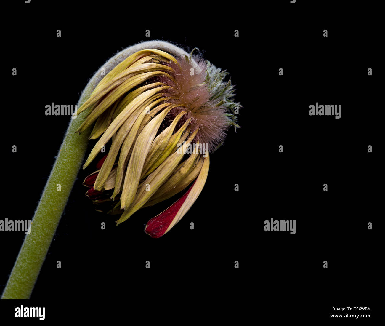 Close up of a Yellow  Dying dahlia Flower isolated on black background Stock Photo