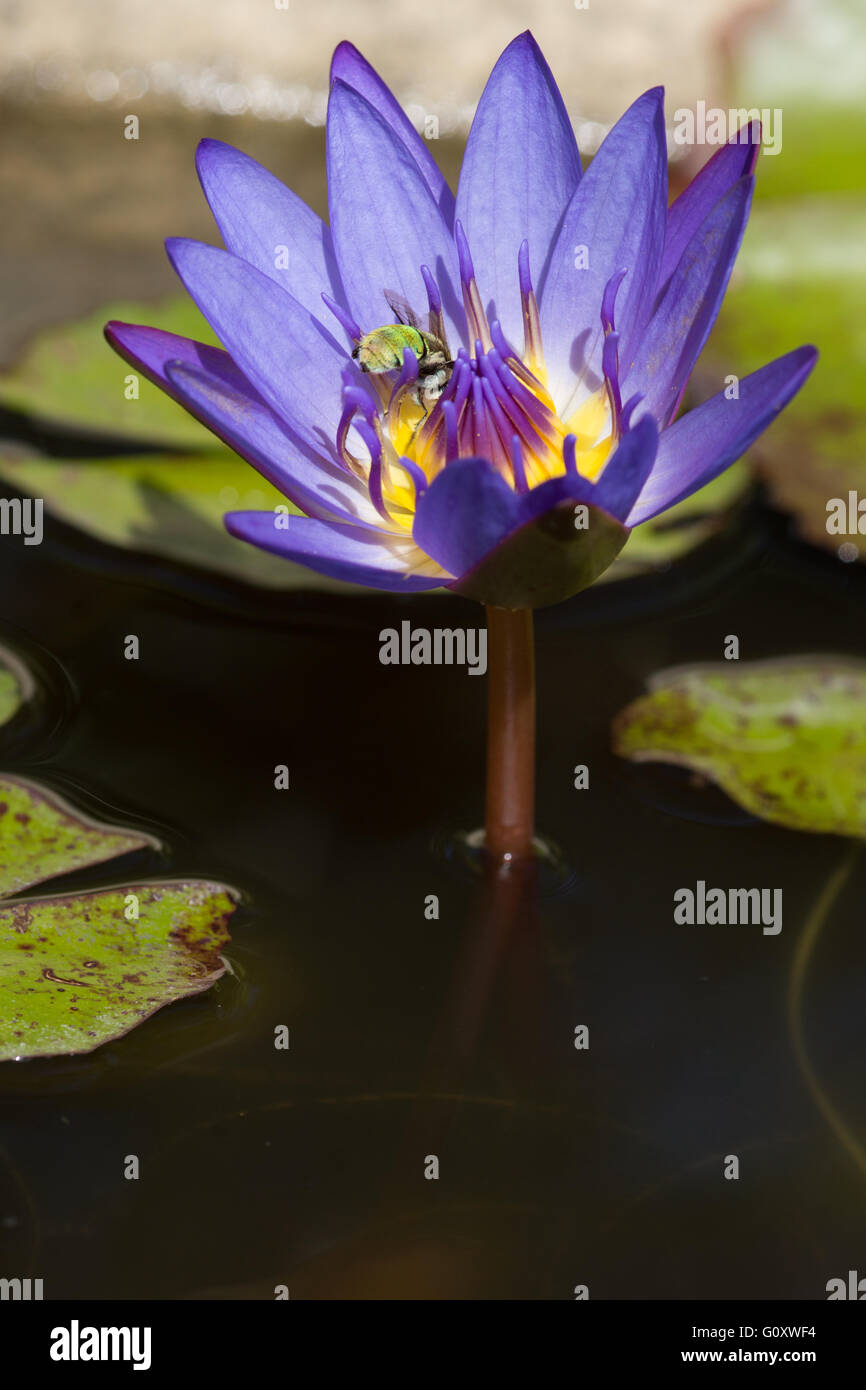 Australian native green blue banded bee on purple waterlily Stock Photo