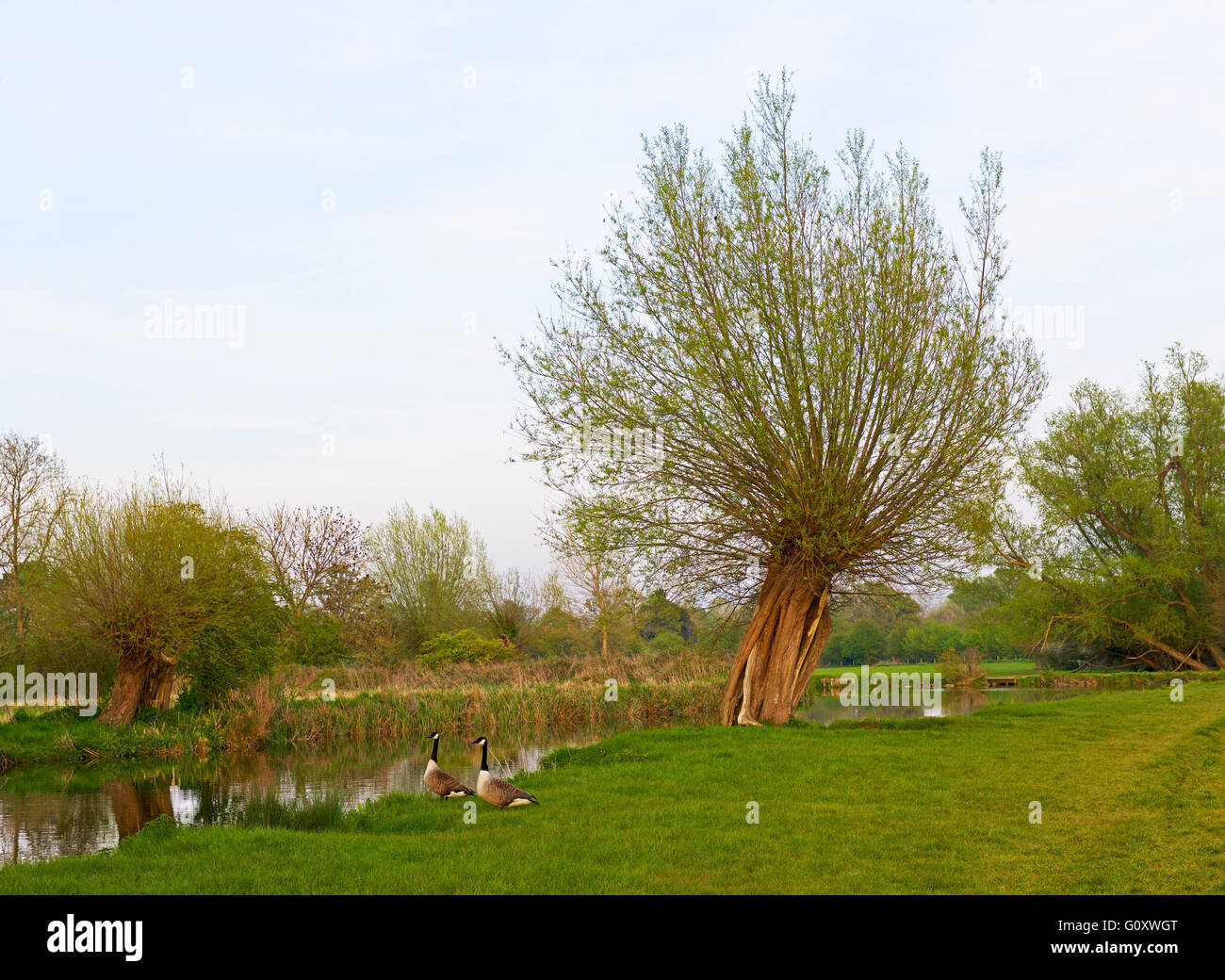Pollarded willow tree - and Canada Geese - by the River Stour, Dedham Vale, Essex, England UK Stock Photo