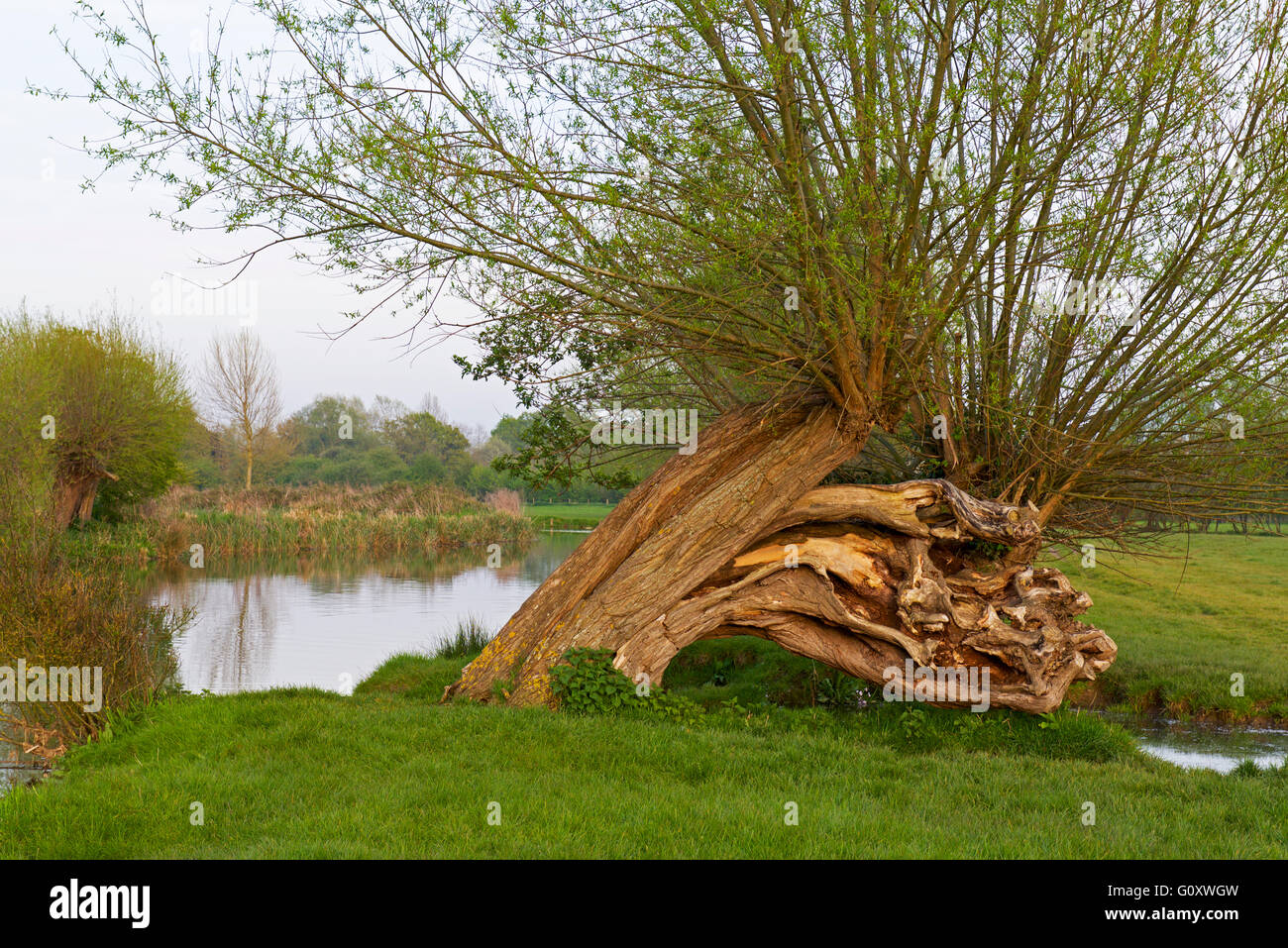 Pollarded willow tree by the River Stour, Dedham Vale, Essex, England UK Stock Photo