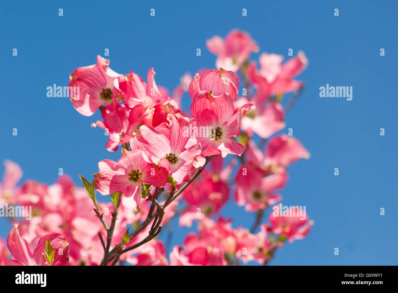 Pink flowers on blue sky background Stock Photo Alamy