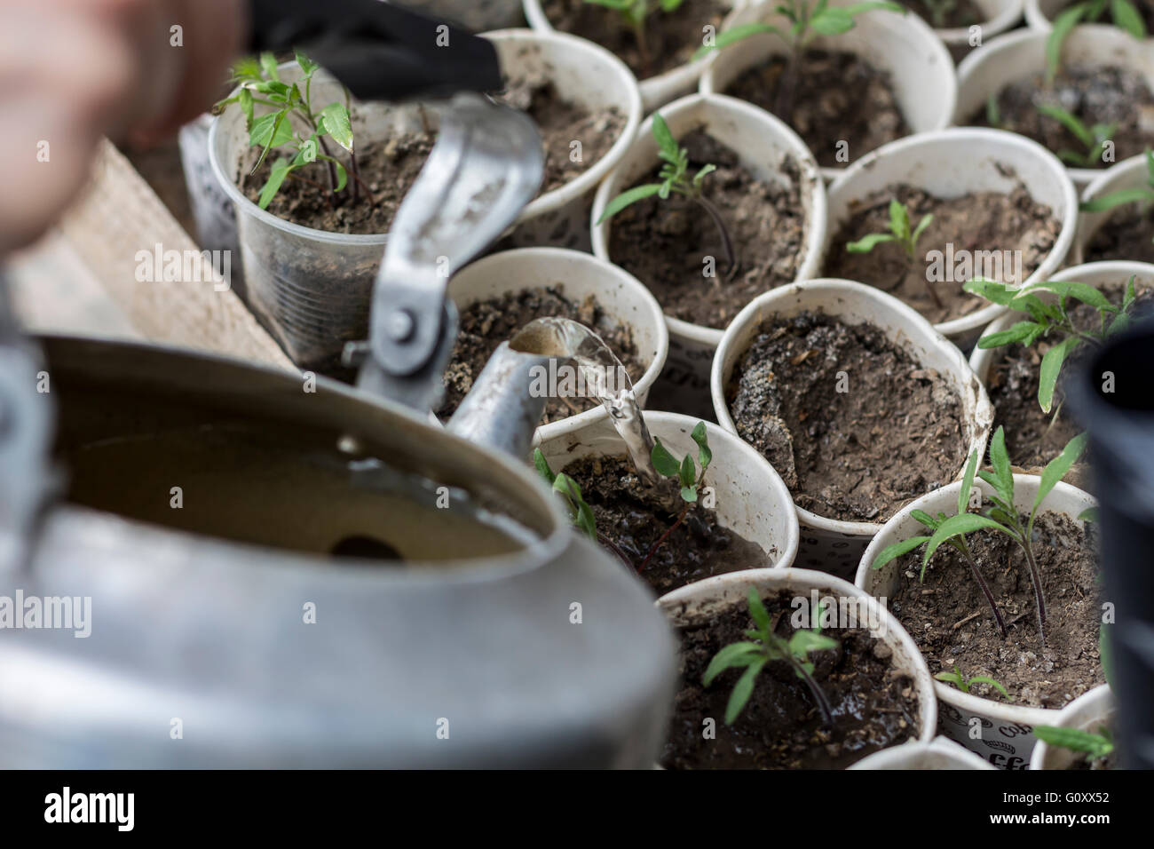 Watering tomato seedlings Stock Photo
