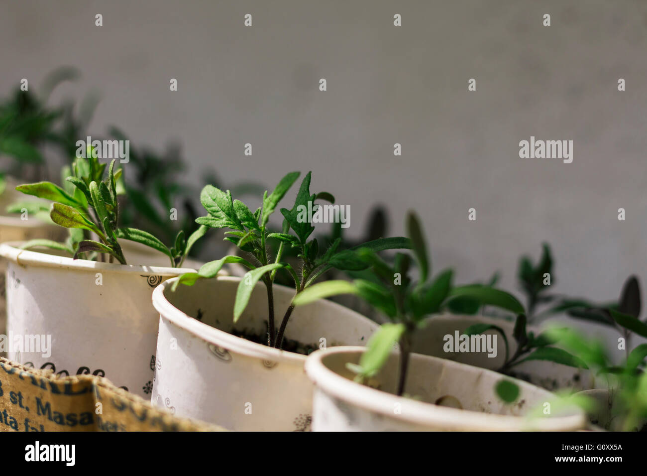 Tomato seedlings hi-res stock photography and images - Alamy