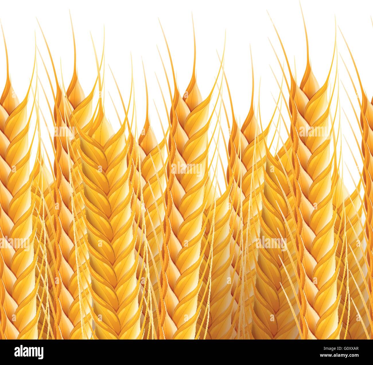 Vector realistic seamless wheat background illustration. Stock Vector