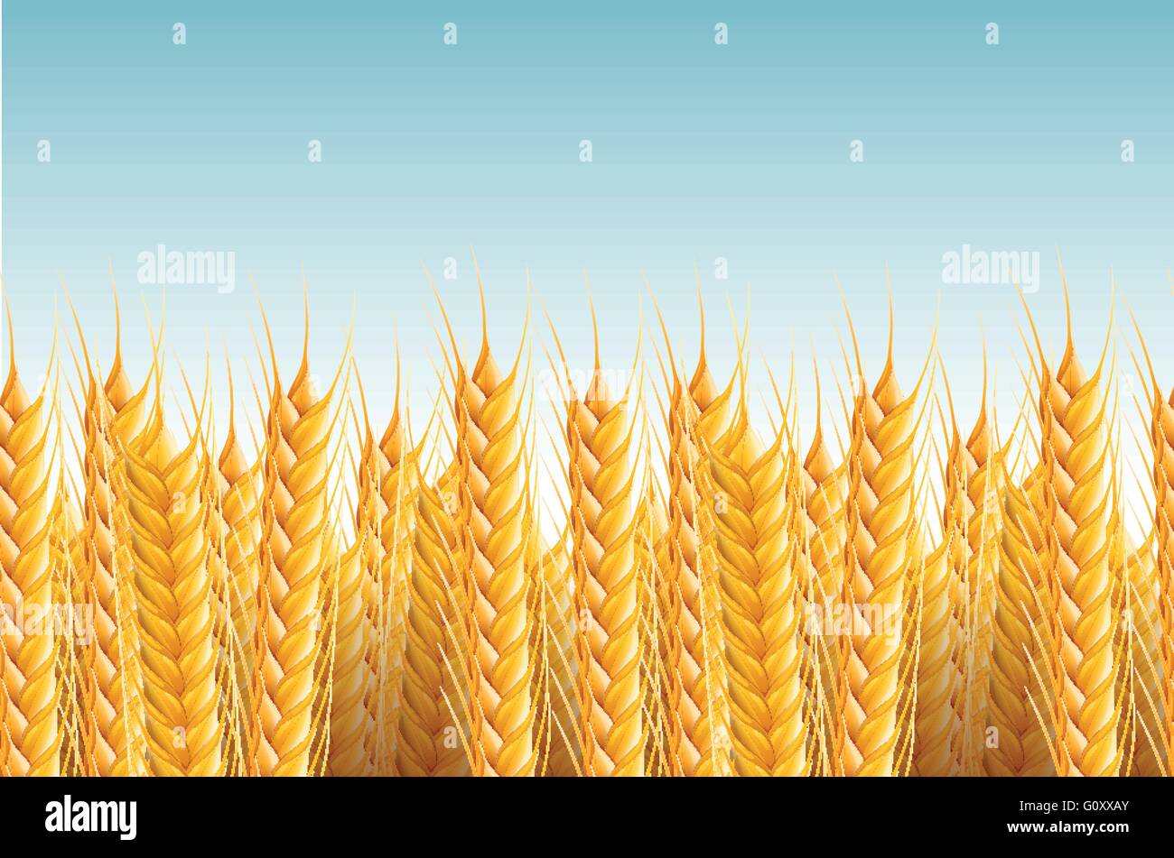 Vector realistic seamless wheat background illustration. Stock Vector