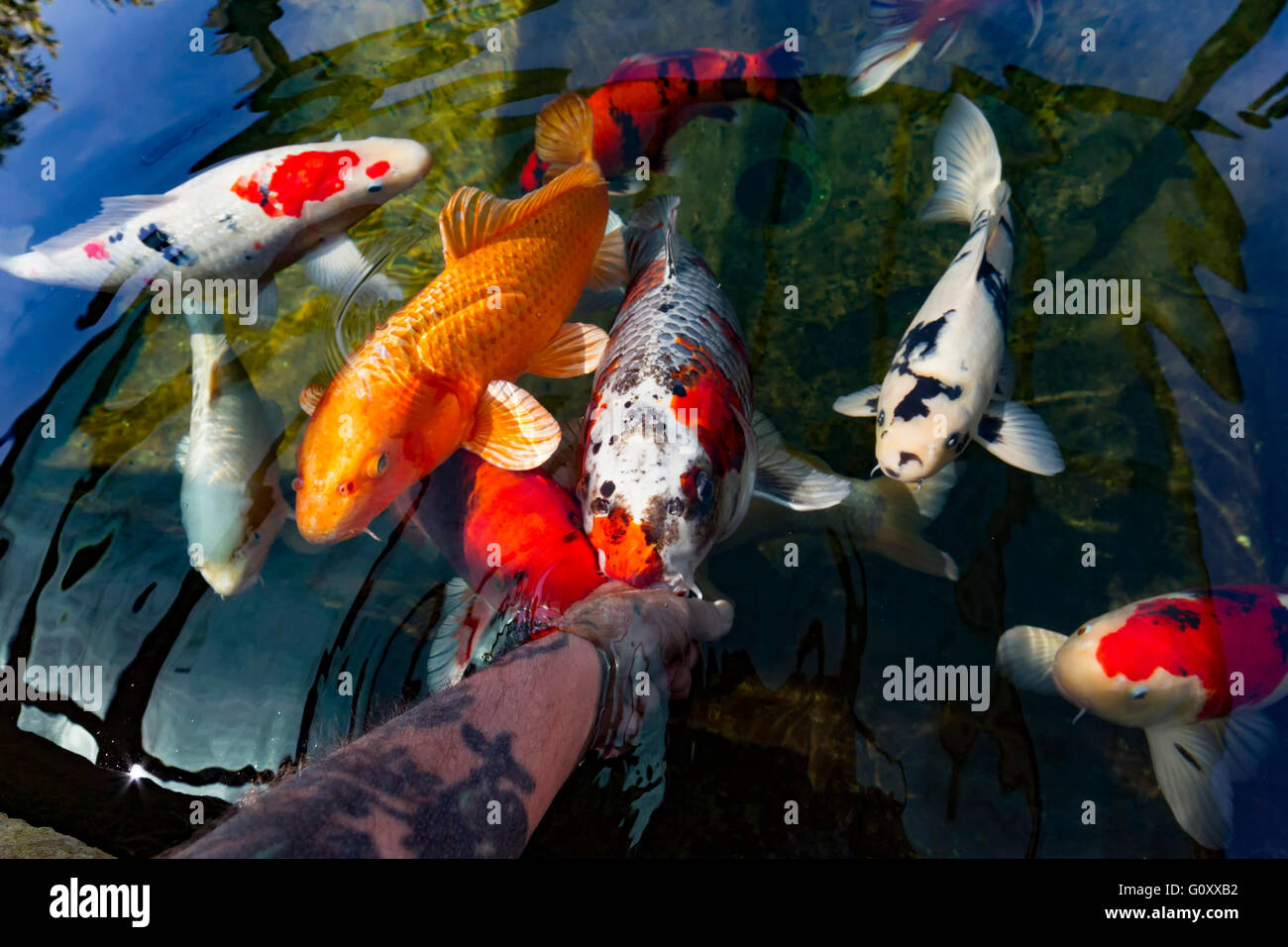 Koi Carp feeding from a persons hand in a garden pond. Stock Photo