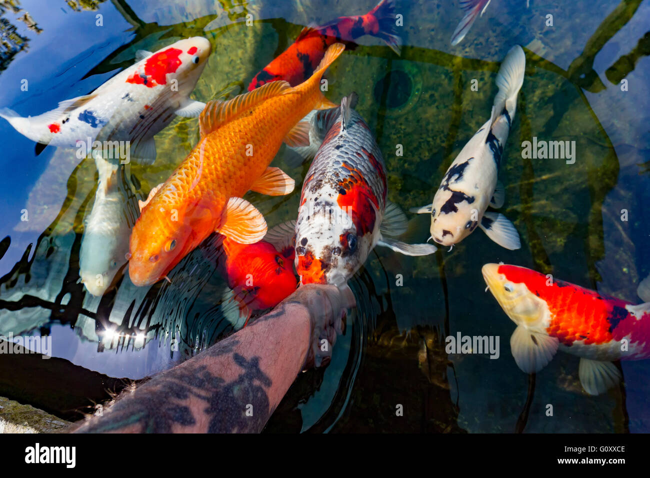 Koi Carp feeding from a persons hand in a garden pond. Stock Photo