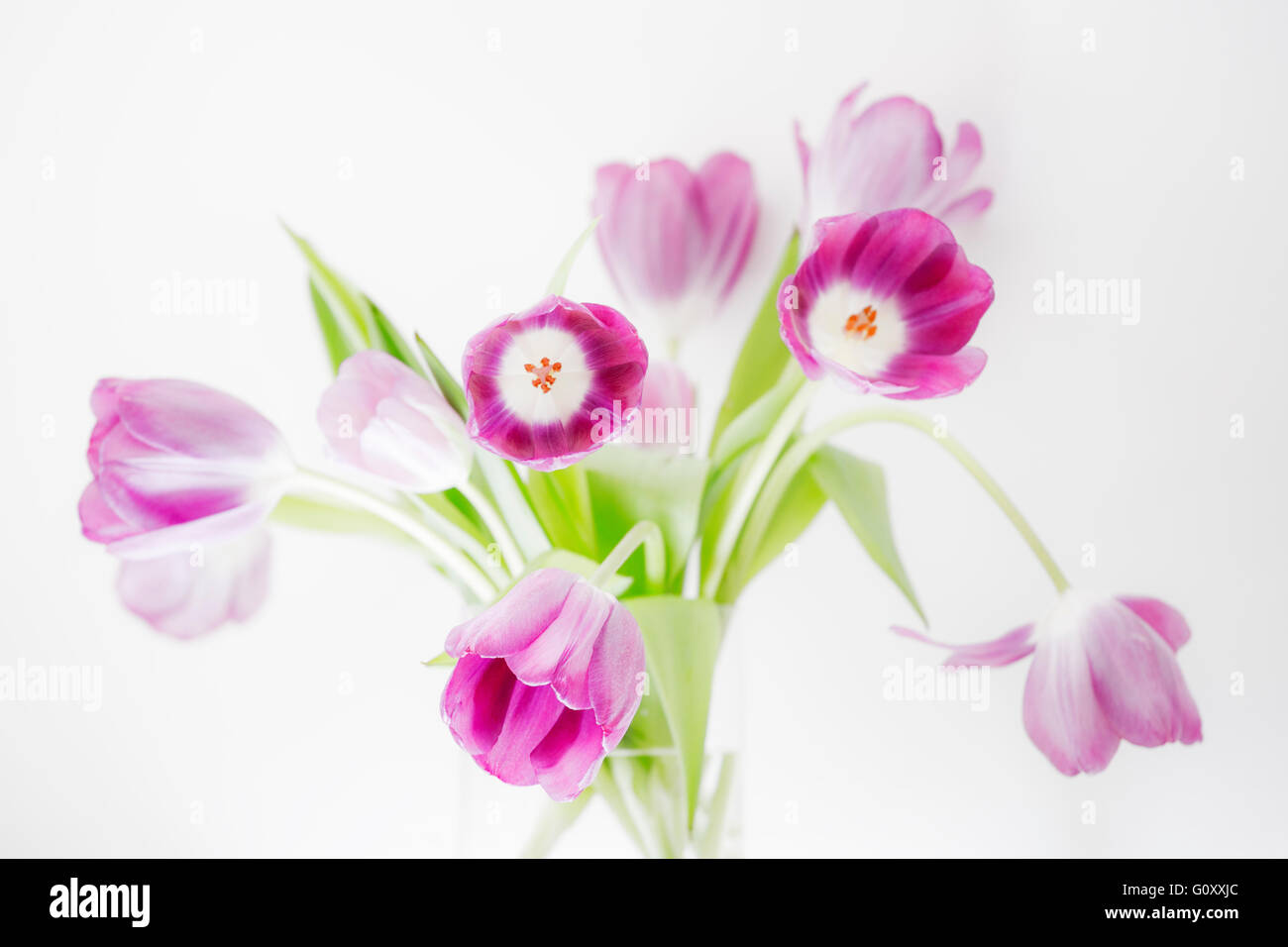 Tulip Extravaganza - An informal, modern arrangement of pink tulips in a glass vase set against a bright white background. Stock Photo