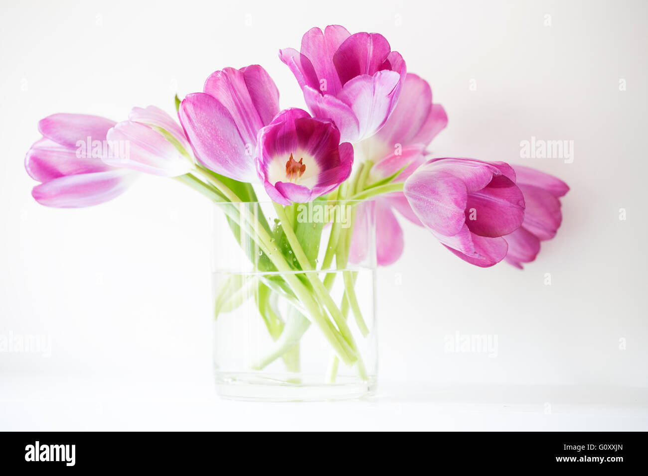 An arrangement of vibrant, pink tulips in a glass vase, set against a white background. Stock Photo