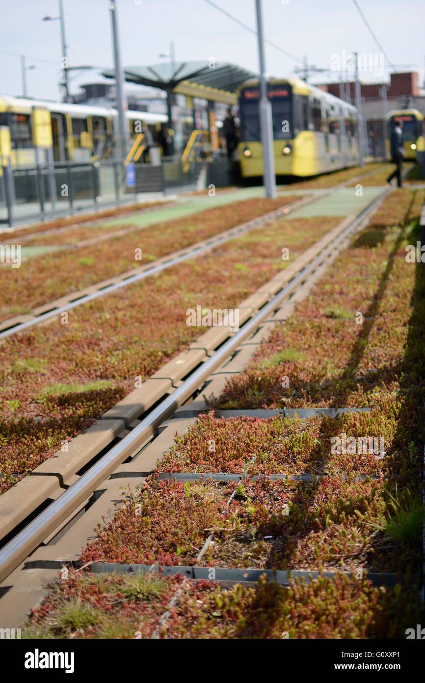 Deansgate- Castlefield  Metrolink tram stop Manchester. The tramlines have been planted with panels of sedum. Stock Photo
