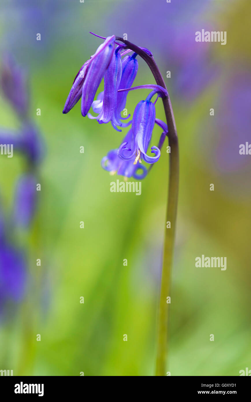 Bluebell flowers in spring forest - closeup Stock Photo