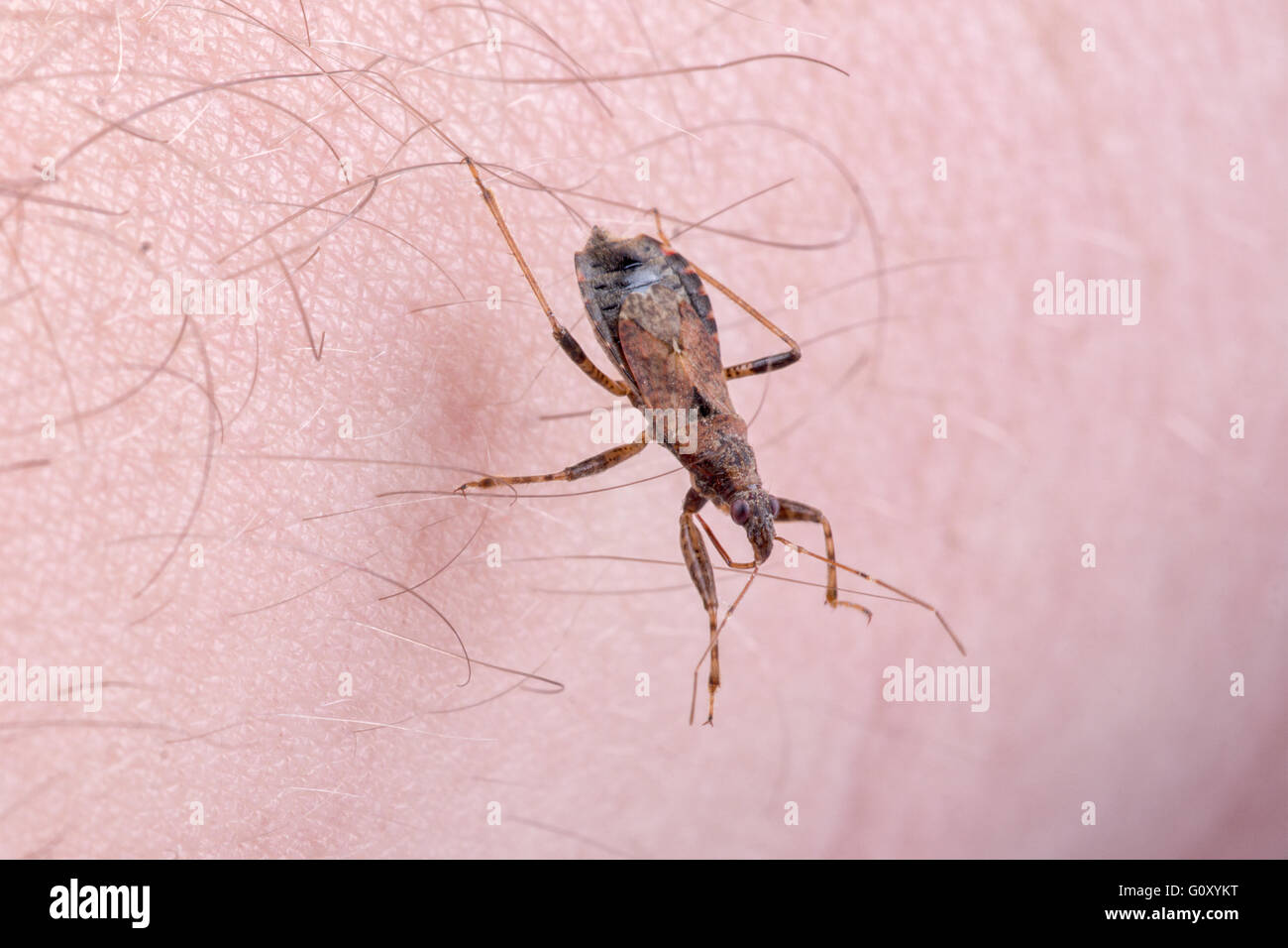 Brown kissing bug on a people hand Stock Photo