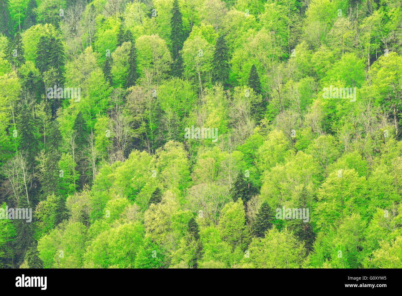 Pine forest thicket high tree hi-res stock photography and images - Alamy