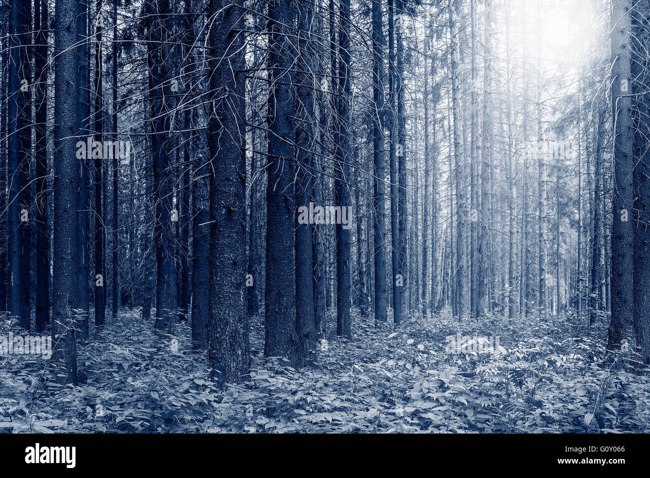 Tall old pine trees in the forest Stock Photo - Alamy