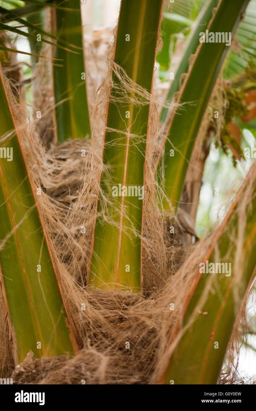 Loulu palm detail, Koko Head Botanical Garden Stock Photo